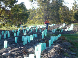 Planting of a native tree belt for visual screening in Bullsbrook